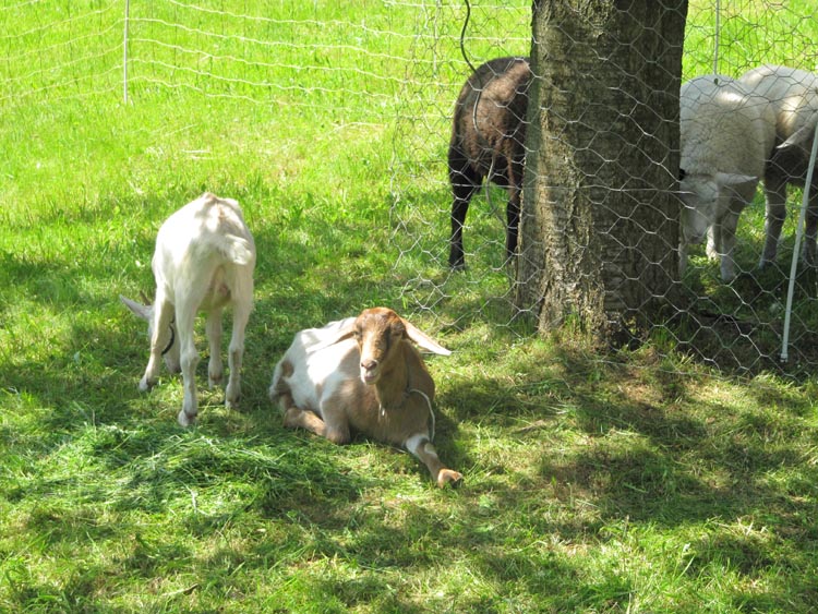 600-Jahr-Feier in Bobengrün, 2010