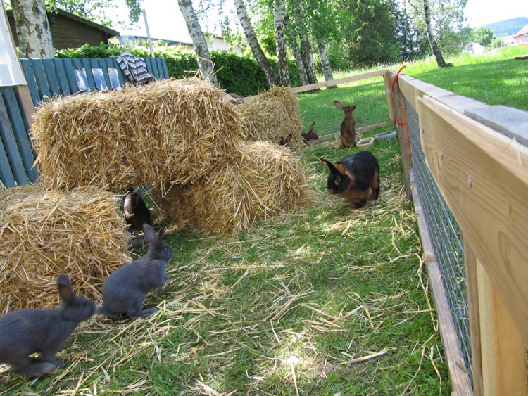 600-Jahr-Feier in Bobengrün, 2010